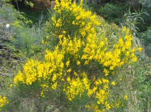 ginestra 1