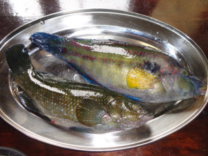 poisson dans le plateau