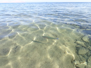 pêcher dans la mer-
