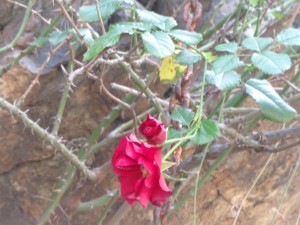 deux roses janvier 2015