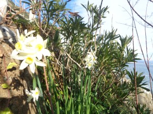 les jonquilles janvier 2015