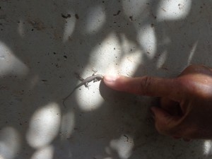 LIZARD et le doigt