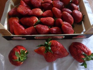 -fragole spagnole