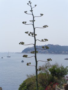 3-fiore di agave