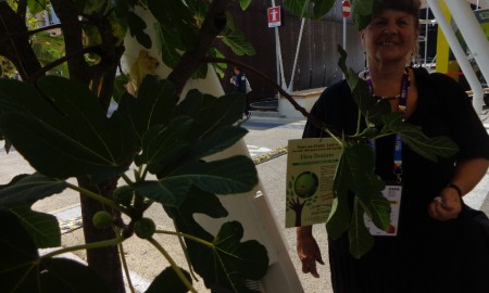 NUTRIAMO IL PIANETA – L’ALBERO DI FICO A EXPO MILANO 2015