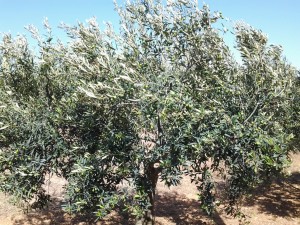 Un Ulivo - Favignana - Trapani 2015-08-24
