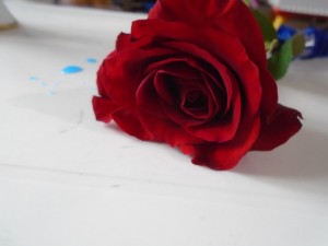 A Rose for Everyone