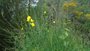 -fiori di ginestra