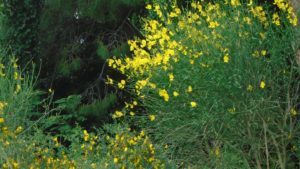 -la ginestra - May 2017