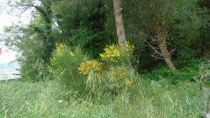 -la ginestra tra i Pini