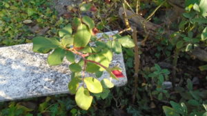 2 Bocciolo di Rosa