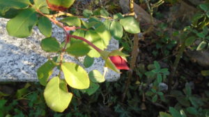 3 Bocciolo di Rosa