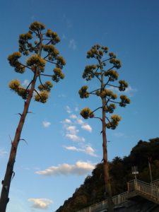 Agave 2012-07-22 (2)