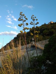 agave 2012-07-22
