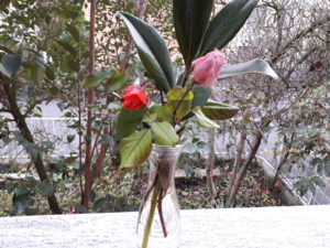 foto rose 29 novembre 2017