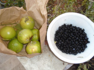 ----Bergamot and olives - bought Saturday 2 ----December 2017 Market Square Wheaton Pavia