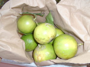 among the Citrus Bergamot