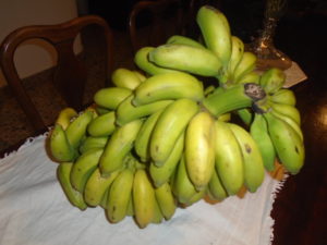 casco di banane portato dall'Uganda