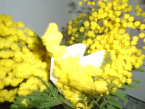 1-mimosa