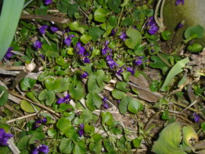 1- viole di marzo