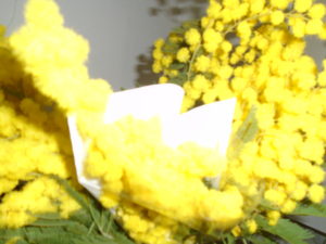 2- mimosa