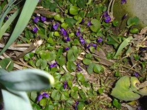 2- viole di marzo
