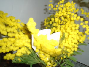3 - mimosa
