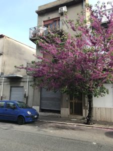 L'albero rosa di Gioia Tauro