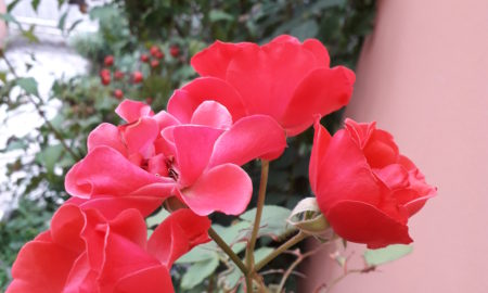Boccioli di rose – poesia di Angela Battaglia