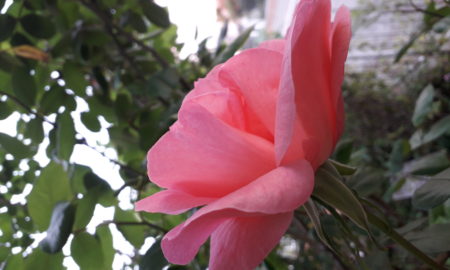 La rosa dedicata a mia figlia